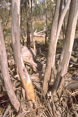 APII jpeg image of Eucalyptus quinniorum  © contact APII
