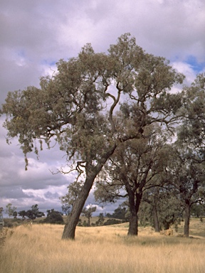 APII jpeg image of Eucalyptus caleyi subsp. caleyi  © contact APII