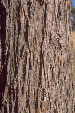 APII jpeg image of Eucalyptus laevopinea  © contact APII