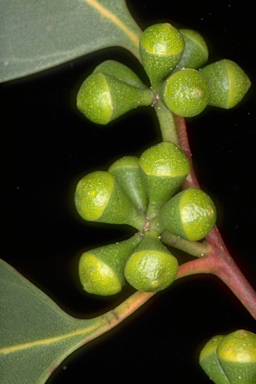 APII jpeg image of Eucalyptus ovata  © contact APII