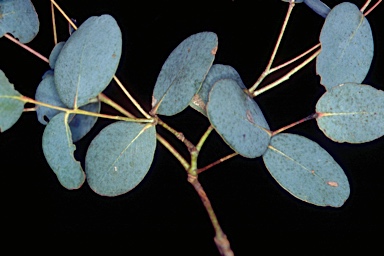 APII jpeg image of Eucalyptus cinerea subsp. triplex  © contact APII