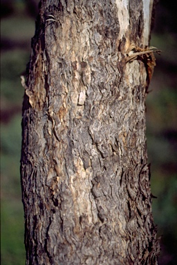 APII jpeg image of Eucalyptus brachycalyx  © contact APII