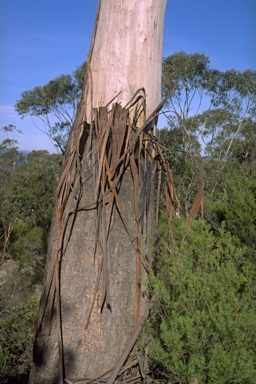 APII jpeg image of Eucalyptus triflora  © contact APII