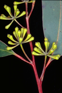APII jpeg image of Eucalyptus campanulata subsp. campanulata  © contact APII
