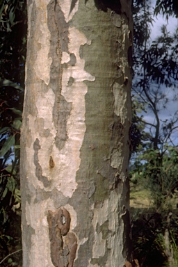 APII jpeg image of Eucalyptus michaeliana  © contact APII