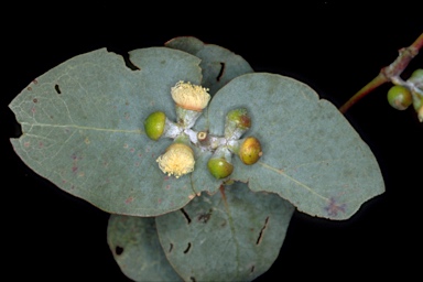 APII jpeg image of Eucalyptus cinerea subsp. cinerea  © contact APII