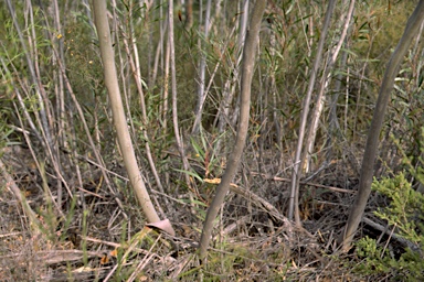 APII jpeg image of Eucalyptus apiculata  © contact APII