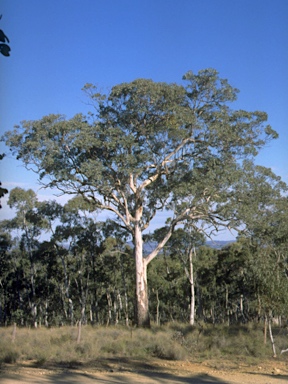 APII jpeg image of Eucalyptus polyanthemos subsp. polyanthemos  © contact APII