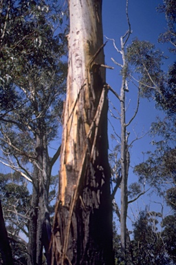 APII jpeg image of Eucalyptus fraxinoides  © contact APII