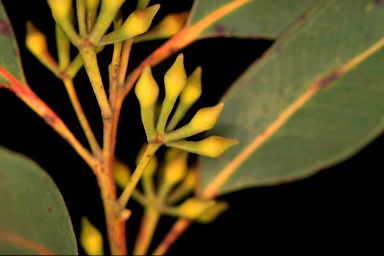 APII jpeg image of Eucalyptus umbra  © contact APII