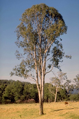 APII jpeg image of Eucalyptus tereticornis subsp. basaltica  © contact APII