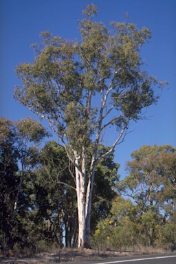 APII jpeg image of Eucalyptus elliptica  © contact APII
