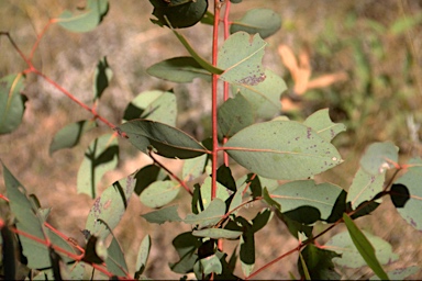 APII jpeg image of Eucalyptus elliptica  © contact APII