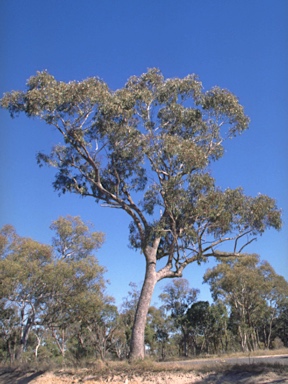 APII jpeg image of Eucalyptus malacoxylon  © contact APII