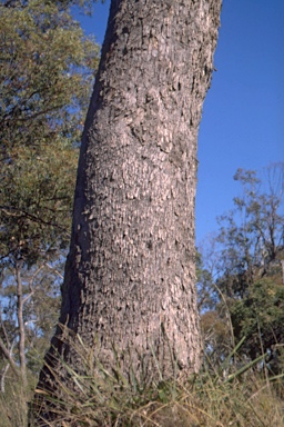 APII jpeg image of Eucalyptus malacoxylon  © contact APII