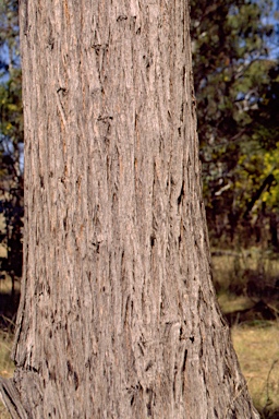 APII jpeg image of Eucalyptus caliginosa  © contact APII