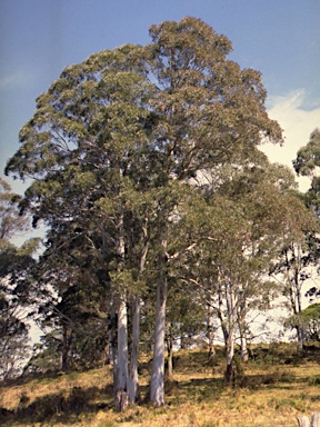 APII jpeg image of Eucalyptus nobilis  © contact APII