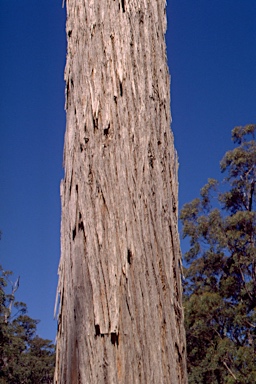 APII jpeg image of Eucalyptus cameronii  © contact APII