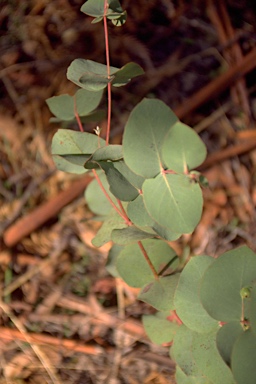 APII jpeg image of Eucalyptus dalrympleana subsp. heptantha  © contact APII