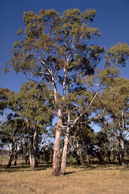 APII jpeg image of Eucalyptus dalrympleana subsp. heptantha  © contact APII