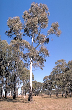 APII jpeg image of Eucalyptus rubida subsp. barbigerorum  © contact APII