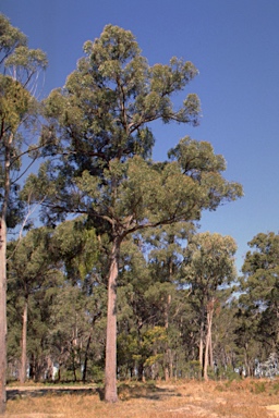APII jpeg image of Eucalyptus x tinghaensis  © contact APII