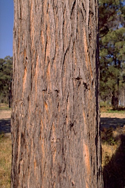 APII jpeg image of Eucalyptus x tinghaensis  © contact APII