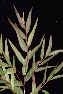 APII jpeg image of Eucalyptus x tinghaensis  © contact APII