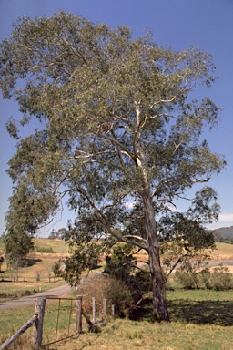 APII jpeg image of Eucalyptus dorrigoensis  © contact APII