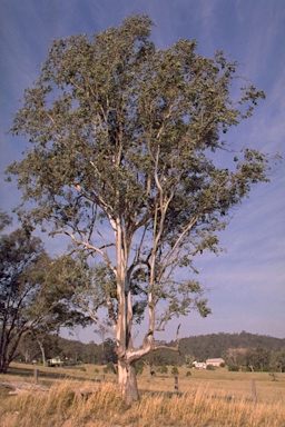 APII jpeg image of Eucalyptus glaucina  © contact APII