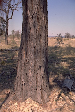 APII jpeg image of Eucalyptus caleyi subsp. ovendenii  © contact APII