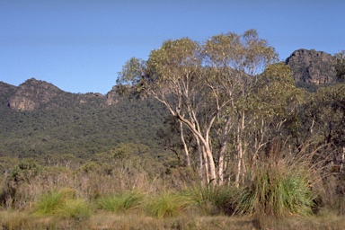 APII jpeg image of Eucalyptus falciformis  © contact APII