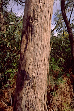 APII jpeg image of Eucalyptus falciformis subsp. falciformis  © contact APII