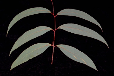 APII jpeg image of Eucalyptus falciformis subsp. falciformis  © contact APII