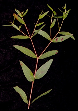 APII jpeg image of Eucalyptus splendens  © contact APII