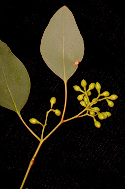 APII jpeg image of Eucalyptus polyanthemos subsp. vestita  © contact APII