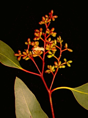 APII jpeg image of Eucalyptus behriana  © contact APII