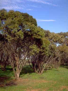 APII jpeg image of Eucalyptus calycogona subsp. trachybasis  © contact APII