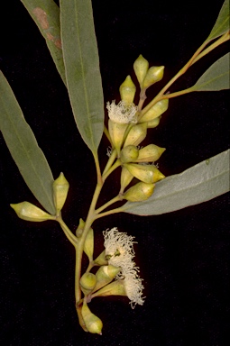 APII jpeg image of Eucalyptus calycogona subsp. trachybasis  © contact APII