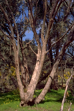 APII jpeg image of Eucalyptus polybractea  © contact APII