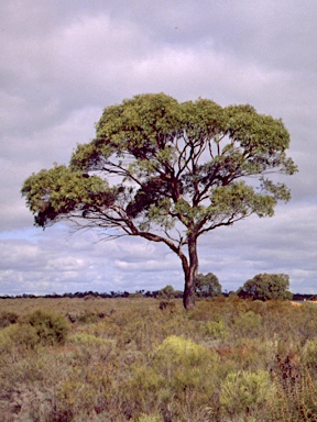APII jpeg image of Eucalyptus sabulosa  © contact APII