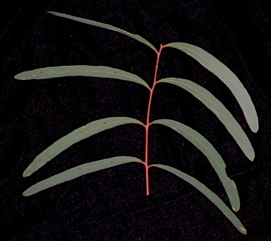 APII jpeg image of Eucalyptus aromaphloia subsp. sabulosa  © contact APII