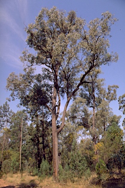 APII jpeg image of Eucalyptus fibrosa subsp. nubilis  © contact APII