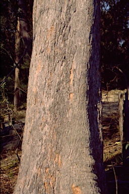 APII jpeg image of Eucalyptus campanulata subsp. campanulata  © contact APII