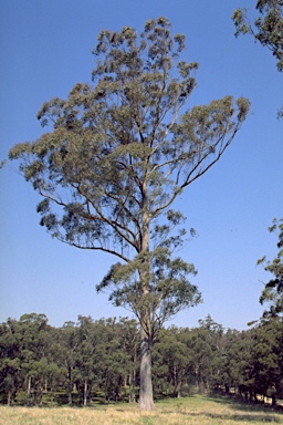 APII jpeg image of Eucalyptus campanulata  © contact APII