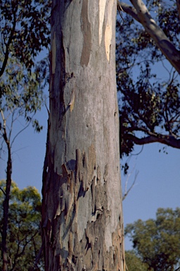 APII jpeg image of Eucalyptus deanei  © contact APII