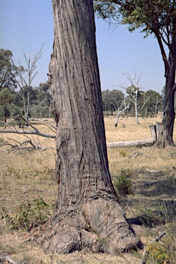 APII jpeg image of Eucalyptus youmanii  © contact APII