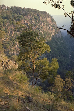 APII jpeg image of Eucalyptus retinens  © contact APII