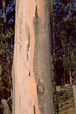 APII jpeg image of Eucalyptus punctata  © contact APII