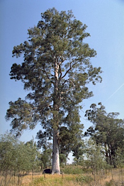 APII jpeg image of Eucalyptus propinqua  © contact APII